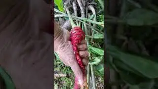 Do you know this plant? Hint: It smells like a spice.