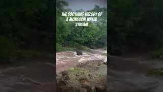 The soothing melody of a monsoon water stream #shortsfeed #waterstreamsounds  #shorts