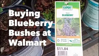Buying Blueberry Bushes at Walmart - May 2022 - Shopping Moment