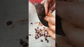 Tamarind cutting and stored process 😊#shortsvideo #bengalifood #achar. please subscribe my channel