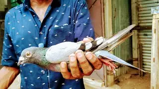 Kattuputhur Pigeon lineage காட்டுபுதுர் பிச்சைமுத்து புறா வம்சம் by trichy shaik