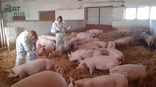 Welfare Assessment of growing pigs (mEATquality project)
