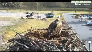 Hellgate Ospreys May 4 Stanley and Iris part one