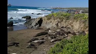 Tide pools, Beautiful Sunset, and Elephant Seals. Moonstone, Cambria got it all!