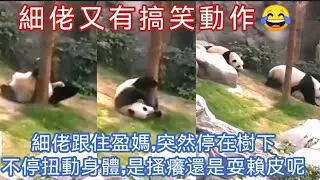 EP2🐼 1月11日 三母子在小賣部點餐後,就開始嬉戲,細佬來到小直樹,不停扭動身體,家姐就四處巡查,然後再會合兩母子,三母子在小斜坡玩到去木架,兩姐弟齊齊攻擊盈媽,盈媽最終要上樹避開家姐😅