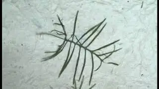 docu papiermaken Nepalees handwerk LucSala 13 aug 1999