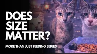 Does Size Matter In Stray Cat Feeding?