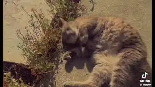 Beautiful Cat edit (not mine) 