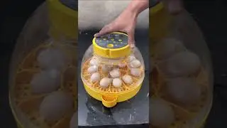Fantastic ,16 Eggs Full Automatic MINI EGG INCUBATOR