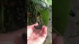 Purple Spinach Berries Picking #shorts #berries #spinach #harvest #fruit #shortvideo