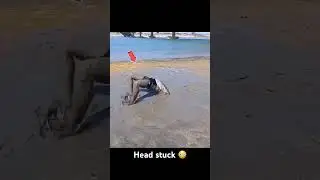 Head stuck in the mud 😳 #viralvideo #viralreels #funny #viralshorts #viralshort #viralvideos #fyp