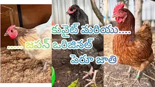 #topquality#rooster#peru#fighters##aseelmurga#lifeisbutadream#japan#kuwait#cross#rooster#subscribe