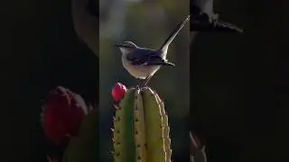 Der Kaktuskiller: Dieser Vogel ist tödlich für Kakteen! 🌵🐦 #Natur #Tierwelt