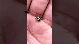 Asian beetles you've never seen #anyuniqueanimals #beetle#insects#beautifulinsects #nature#wildlife