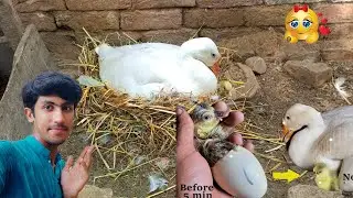 Has My Duck Finally Hatched Her Eggs? 🐣 | Waiting for Baby Ducks!|| Haseeb Home Birds
