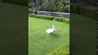 white peacock open feathers - MR All in One