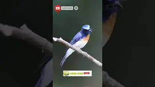 Close Up Video of a Bird Part 28 || Short Video || #short