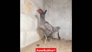 Grey Cheeni Aseel Murghi #aseelkukkar1