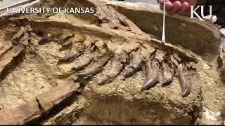 History Channel: Young T-rex found in MT '1 in 100 million' discovery