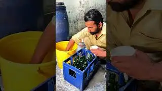 Inside the Lemon Soda Production Process | Summer Drink Factory Tour