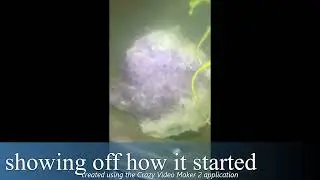 jar aquarium