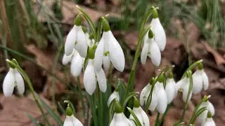 snowdrop inspired rolag