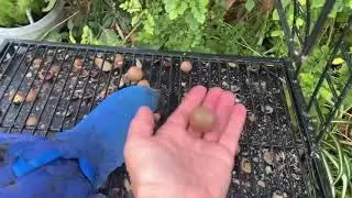 Blue macaws adorable reaction to nuts!