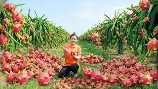 Full 20 Days | Amazing Harvest of Dragon Fruit, Pitaya & Special Fruits for Market