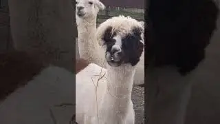 Lester's Farm has a wide variety of animals.
