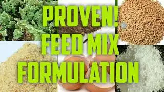 FREE RANGE CHICKEN / Proven Feed Mix Using Azolla / Tested for Layer Chickens