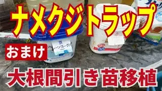 ナメクジとカタツムリ駆除に効くナメクジトラップ。ヨーグルトの空容器トラップは雨に濡れないから効果は長続きします。9/29
