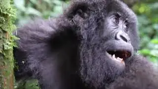 Gorilla Trekking in Rwanda Feb 25