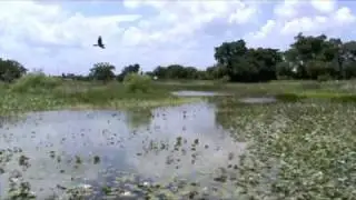 Snake Warrior's Island