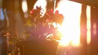 Watering a Beautiful Garden 🌿🌼💧 | Peaceful Backyard Bloom Moments | Beautiful Flowers