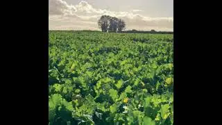 Sowing Catch Crops in Tillage Systems