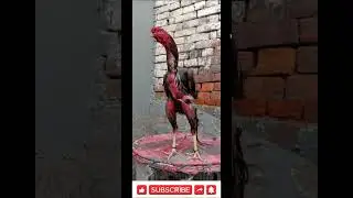 Top aseel Murga| full size #aseel #champion #shortsviral #rooster #shortvideos #pets