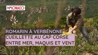 Romarin à verbénone au Cap Corse : notre cueillette entre mer & maquis | Intimu x TV Monaco