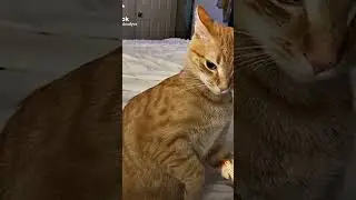 sigma cat🤣🤣🤣🤣