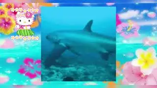 Tropical core stimboard 