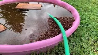 Slo-mo bees in the bee water pool