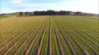 Spring Work in Oregon Hop Fields