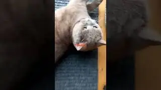 Cute Cat Stretch | Cat Vs Camera | Raffy Cat TV