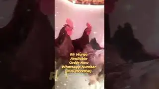 Rir Murga Available Order Now(0316-8772858) #upf #chicks #rir #murga
