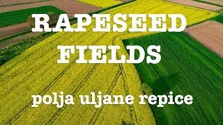 Podravska polja uljane repice / Rapeseed fields in Croatia