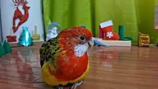 My Rosella's Playground With Christmas Vibes!