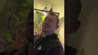 Raubtierfütterung und Antwort auf eure Fragen, was so ein Chamäleon mit Zubehör kostet 💰