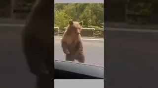 Bear🐻 dancing on Tauba Tauba song✨😂#bear#Dance#tauba tauba#vicky kaushal#song#shortsfeed#shorts