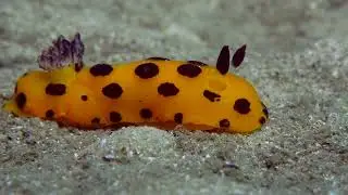 Nudibranchs of Chowder Bay , Sydney