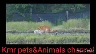 Dogs Sex compilation2023😋(dogs Mating videos) @kmrshorts #dogsmating #doglover #Dogsex#dogsvideo