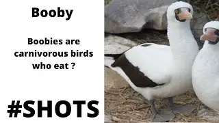 #shorts #booby #youtubeshorts #wildtour #wildanimals #wild tour